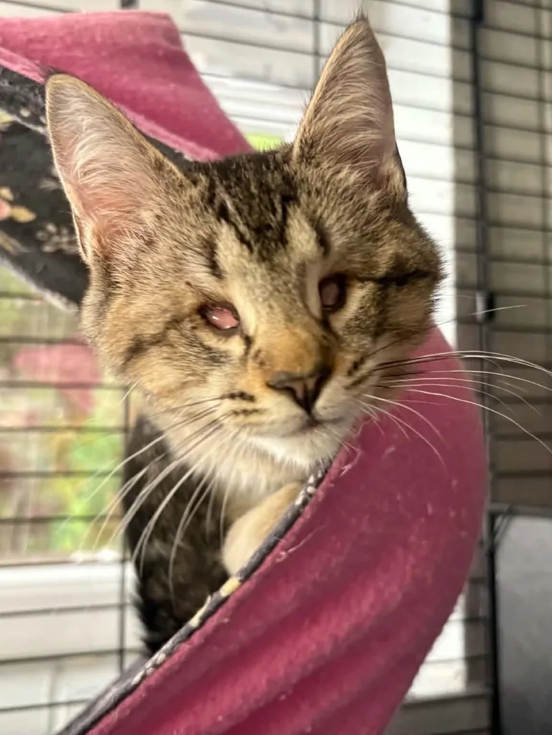 A young medium-sized male Domestic Short Hair cat named Steven for adoption in Covington, VA