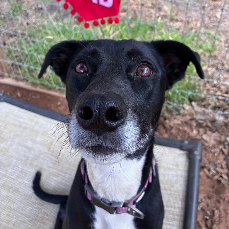 An adult medium-sized female Black Staffordshire Bull Terrier dog named Annie for adoption in Cedar Creek, TX