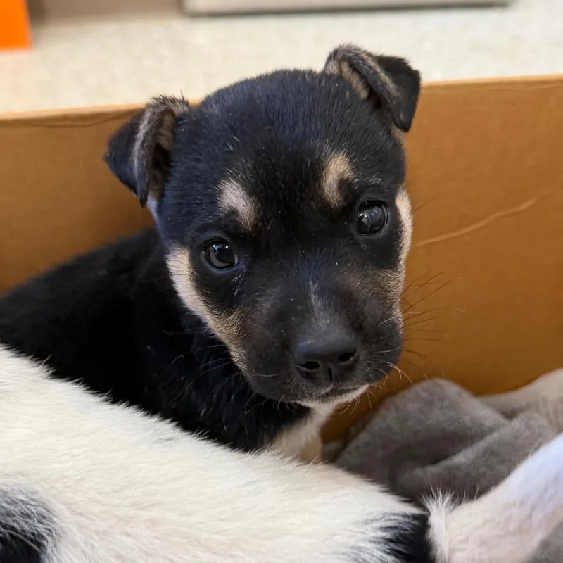 A baby medium-sized male Black Cattle Dog dog named Rex Jr. for adoption in Kanab, UT