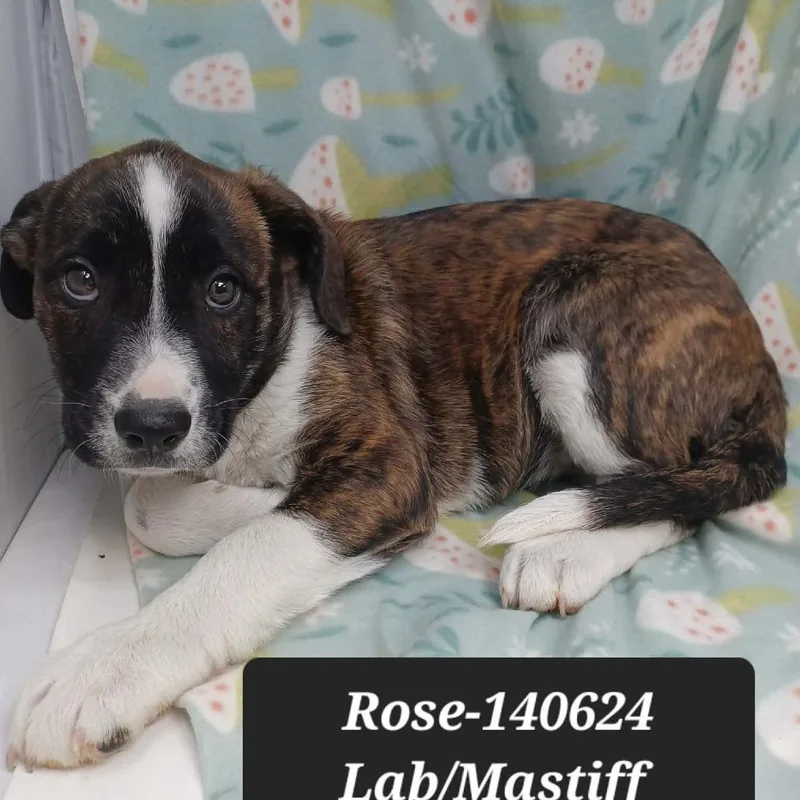 A baby small-sized female Mastiff dog named Rose for adoption in New Tazewell, TN