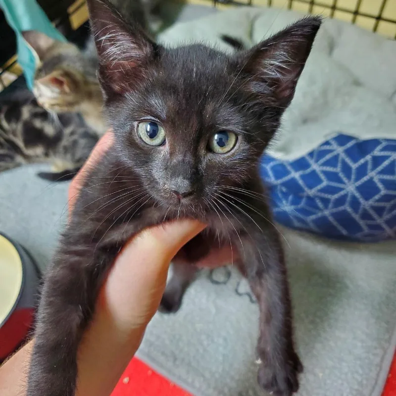 A baby small-sized male Black Domestic Short Hair cat named Americano for adoption in Melrose, FL