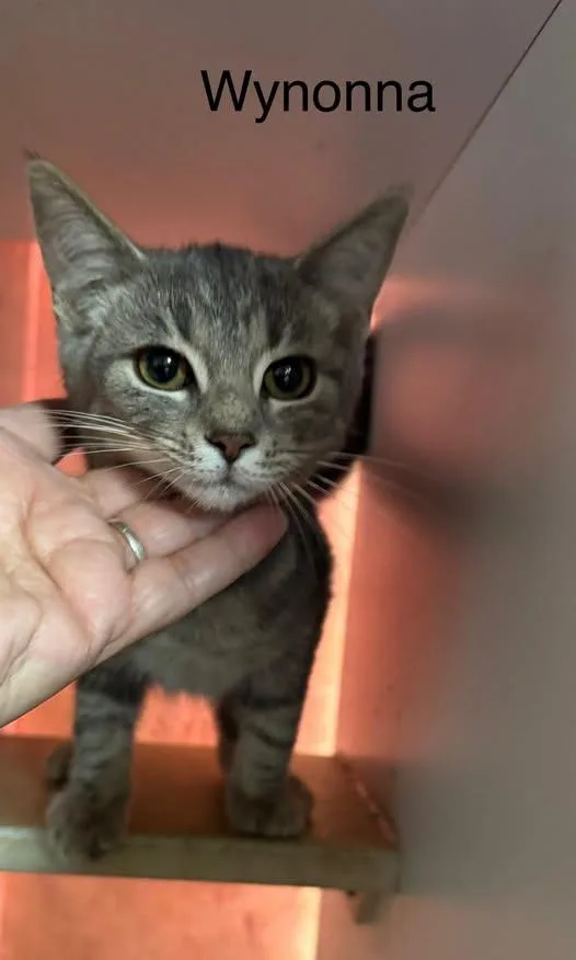A baby medium-sized female Gray / Blue / Silver Domestic Short Hair cat named Wynonna for adoption in Ludington, MI
