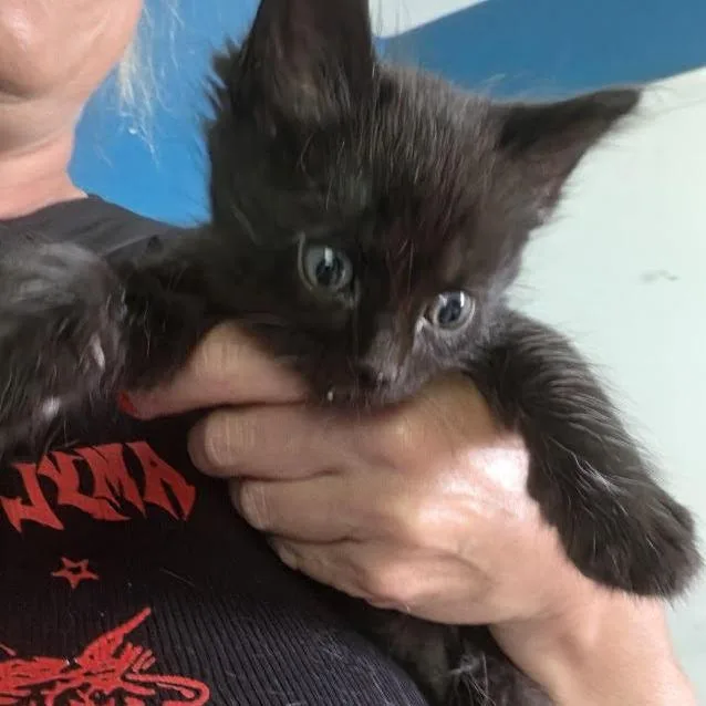 A baby small-sized male Black Domestic Medium Hair cat named Ozzy C for adoption in Princeton, MN