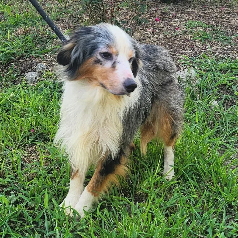 Benji