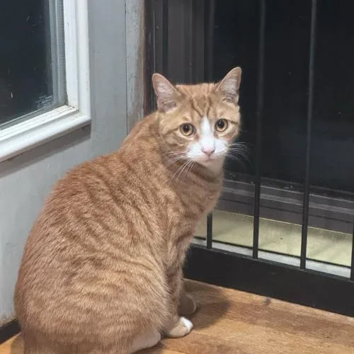 James Mackintosh thumbnail 3