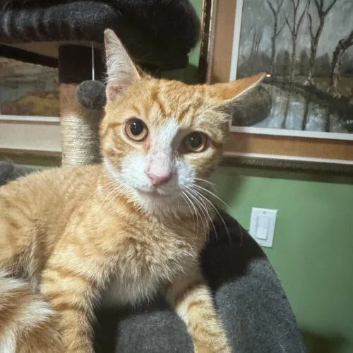 James Mackintosh thumbnail 4