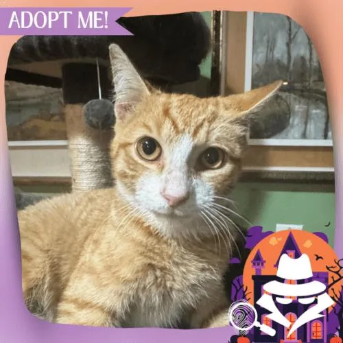 James Mackintosh thumbnail 5