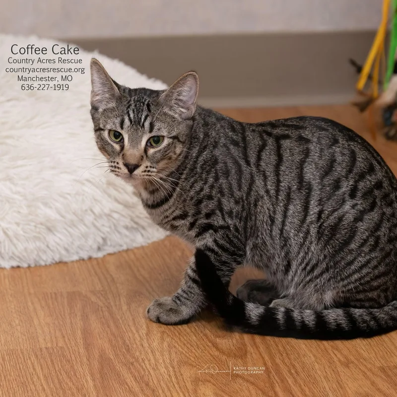 A young large-sized male Tabby (Brown / Chocolate) Domestic Short Hair cat named Coffee Cake for adoption in Manchester, MO