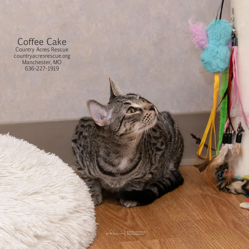 Coffee Cake thumbnail 3
