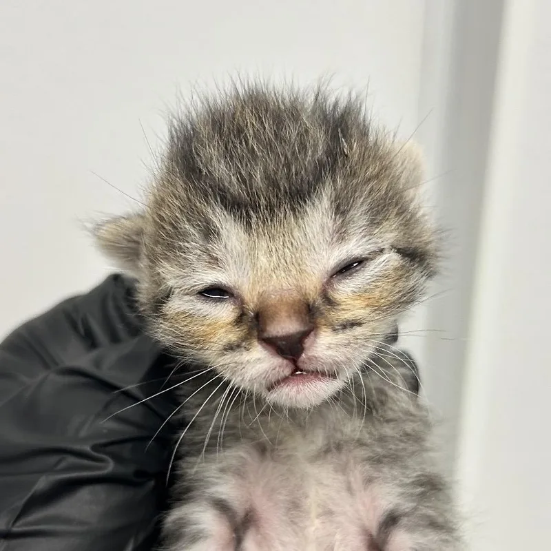 A baby small-sized female Brown / Chocolate Domestic Short Hair cat named Chanel for adoption in Abilene, TX