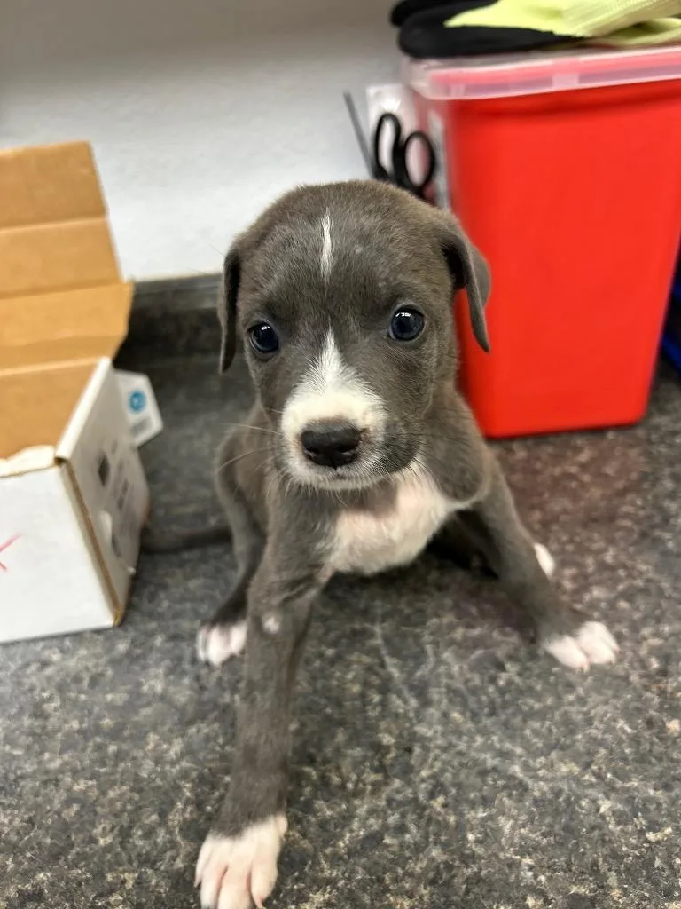 A baby large-sized female Mixed Breed dog named Daisy for adoption in Lockhart, TX