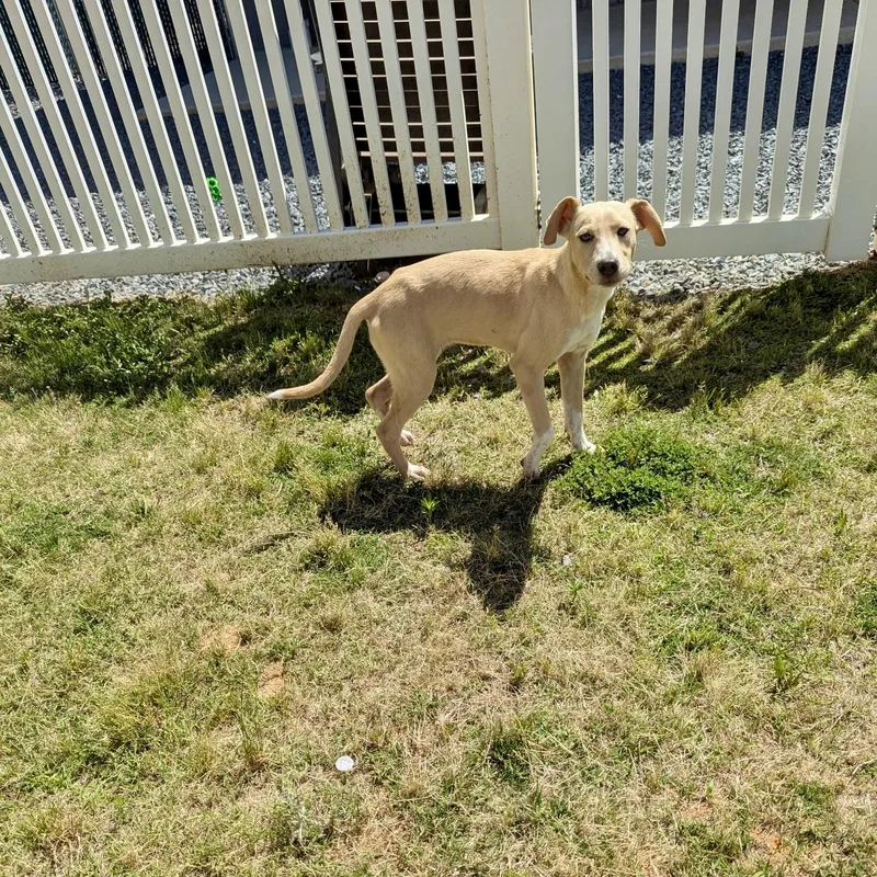 A young medium-sized female Apricot / Beige Hound dog named Jacklynn for adoption in Paramus, NJ