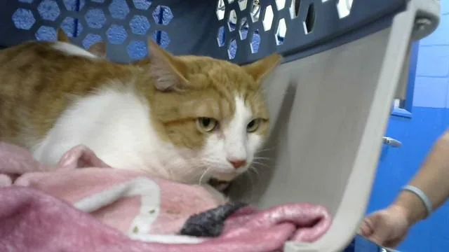 An adult medium-sized male Domestic Short Hair cat named Chill Guy for adoption in Albuquerque, NM