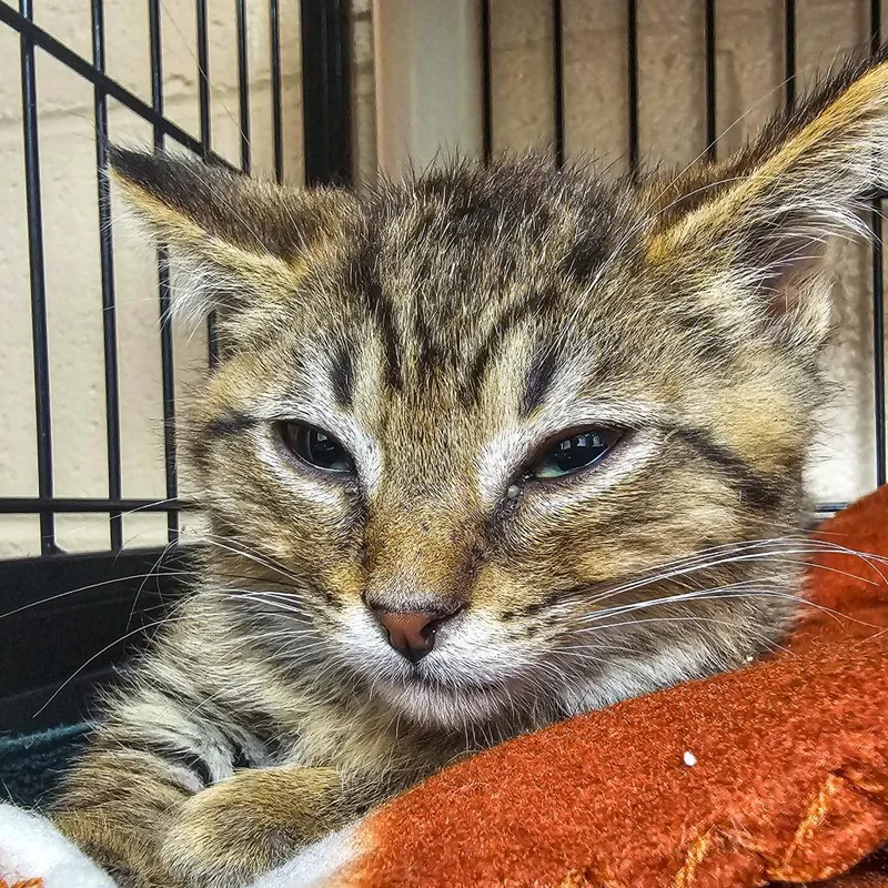 A baby small-sized male Brown / Chocolate Domestic Short Hair cat named Ralph for adoption in Columbus, NC