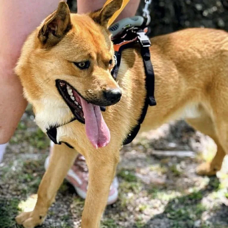A young medium-sized male Husky dog named Maui for adoption in Hillsborough , NC