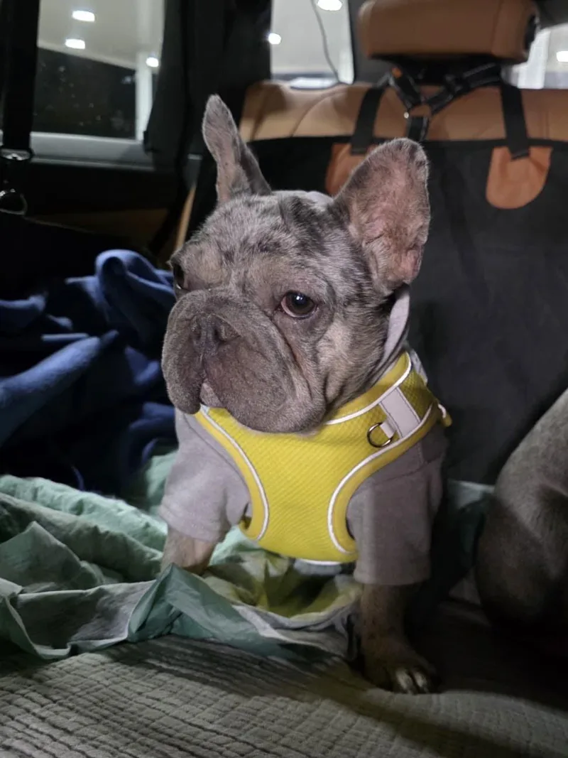 An adult small-sized female French Bulldog dog named AStra for adoption in Las Vegas, NV