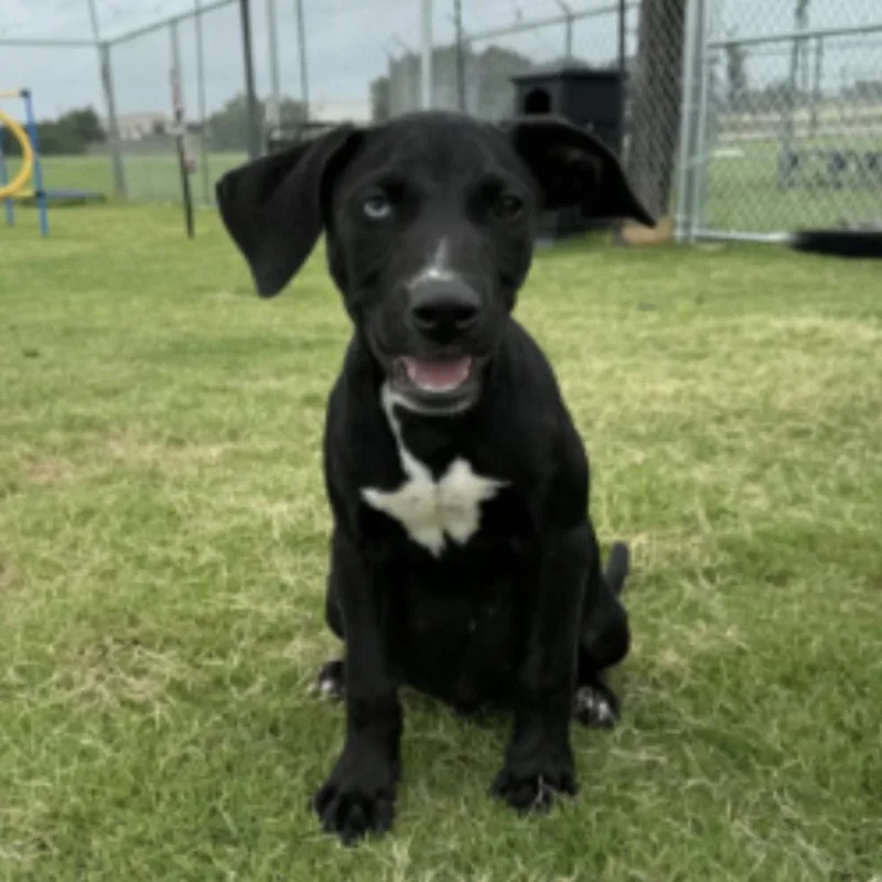 Otis