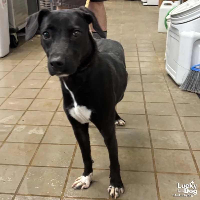 A young medium-sized female Labrador Retriever dog named Tiana for adoption in Washington, DC