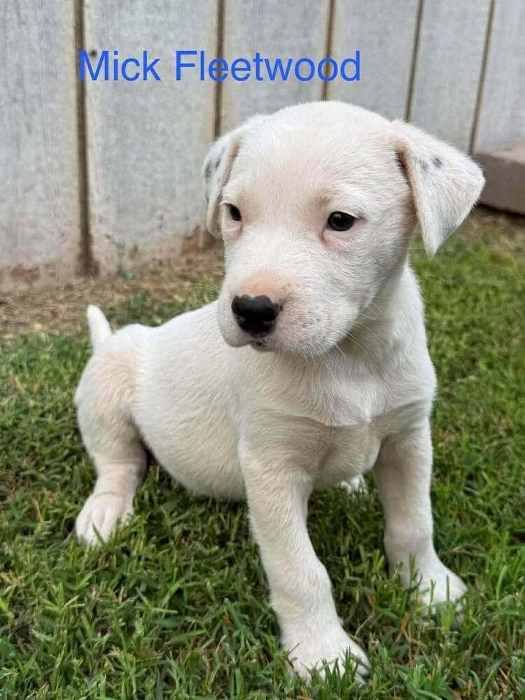 A baby small-sized male White / Cream Australian Cattle Dog / Blue Heeler dog named Mick Fleetwood for adoption in Waunakee, WI