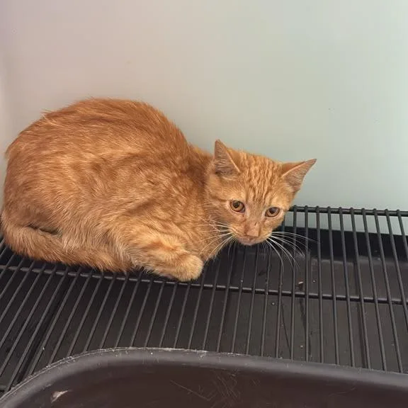 An adult medium-sized male Orange / Red Domestic Short Hair cat named Pennywise for adoption in Gadsden, AL