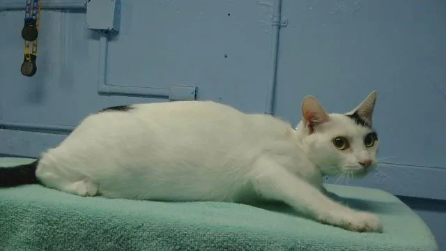 A young medium-sized female Domestic Short Hair cat named Patches for adoption in Gardena, CA