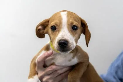A baby small-sized female Mixed Breed dog named Sassy for adoption in West Chester, PA