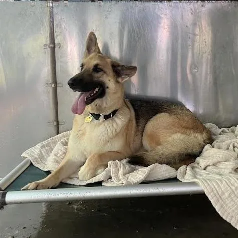 An adult large-sized female Black German Shepherd Dog dog named Chiquita for adoption in New Ringgold, PA