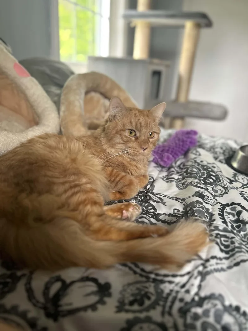 A young medium-sized male Orange / Red Domestic Medium Hair cat named Bradley for adoption in Enfield, CT
