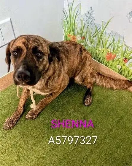 A young medium-sized female German Shepherd Dog dog named Sheena for adoption in Sierra Madre, CA