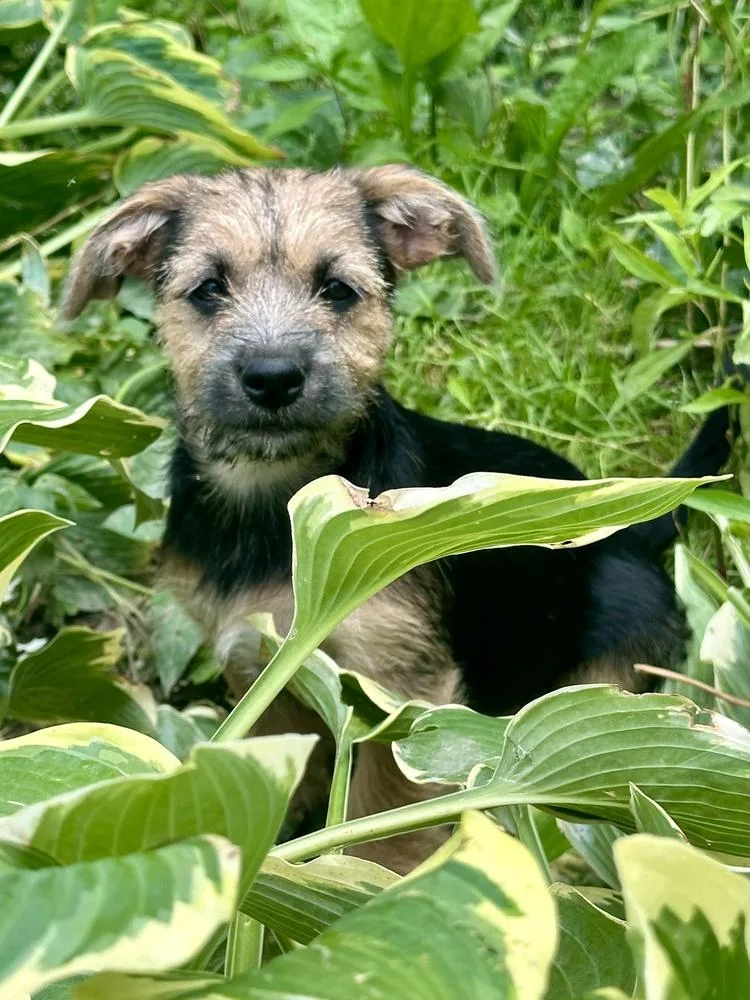 A baby medium-sized female Brown / Chocolate Wire Fox Terrier dog named Chera for adoption in Akron, OH