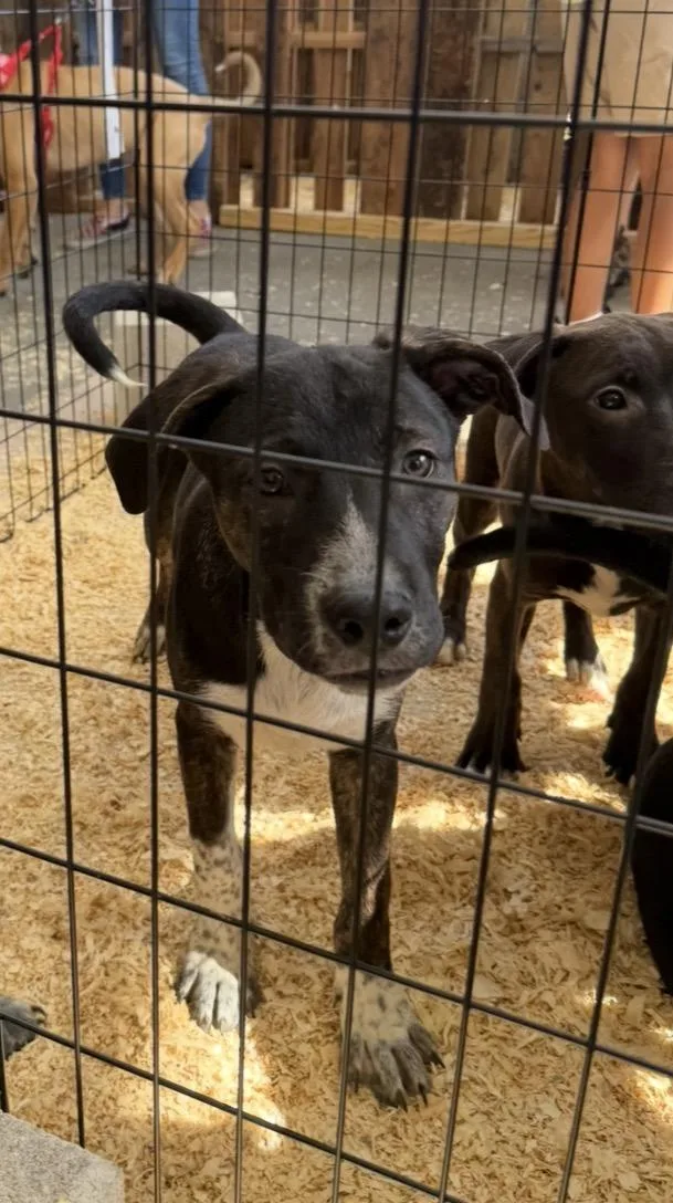 A baby medium-sized male Australian Cattle Dog / Blue Heeler dog named Prince for adoption in Wonder Lake, IL