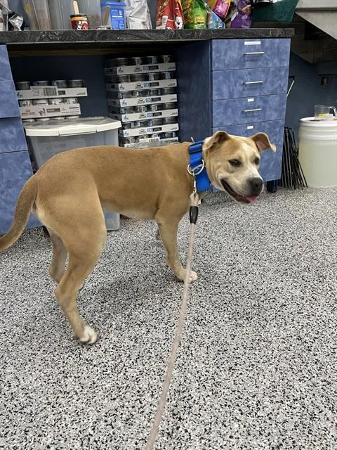 An adult large-sized male Mixed Breed dog named Ares for adoption in Palmetto, FL