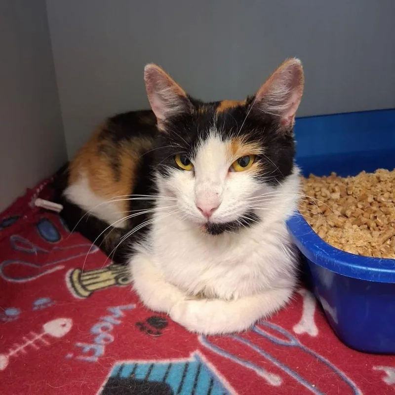 An adult medium-sized female Calico Domestic Short Hair cat named Milady for adoption in Kingman, AZ