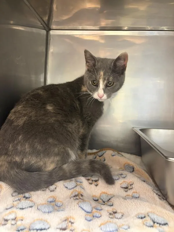 A young small-sized female Domestic Short Hair cat named Sally for adoption in Great Falls, MT