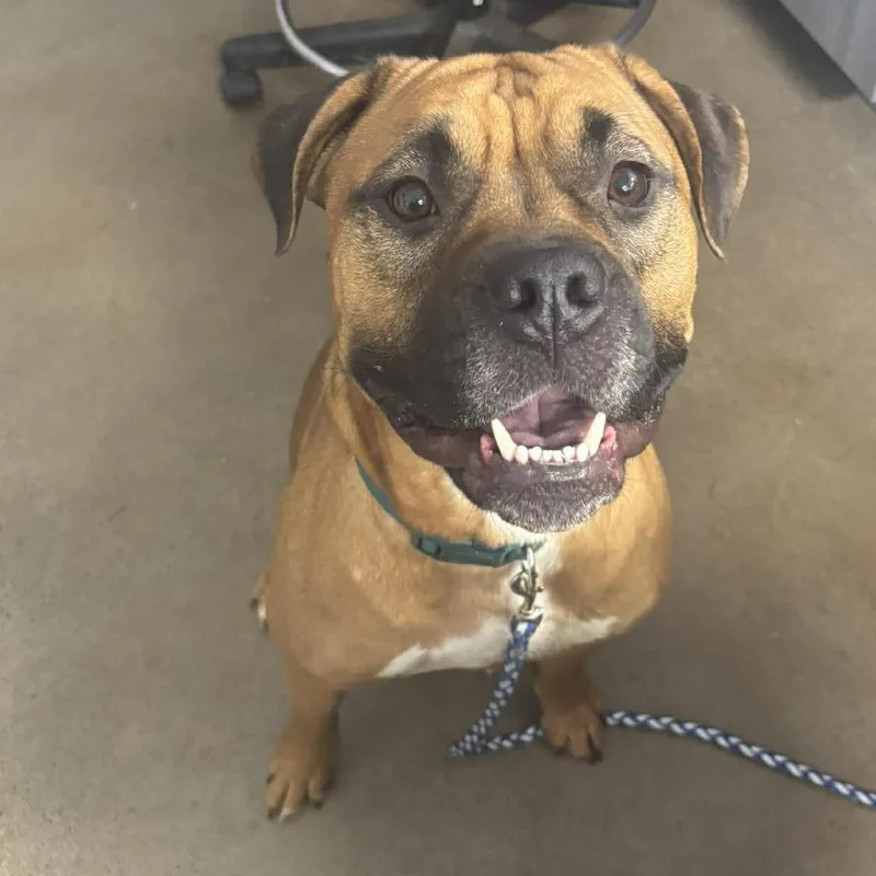 An adult large-sized male Yellow / Tan / Blond / Fawn Boxer dog named Brownie for adoption in Rocky Mount, VA