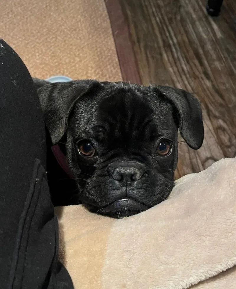 Negrita