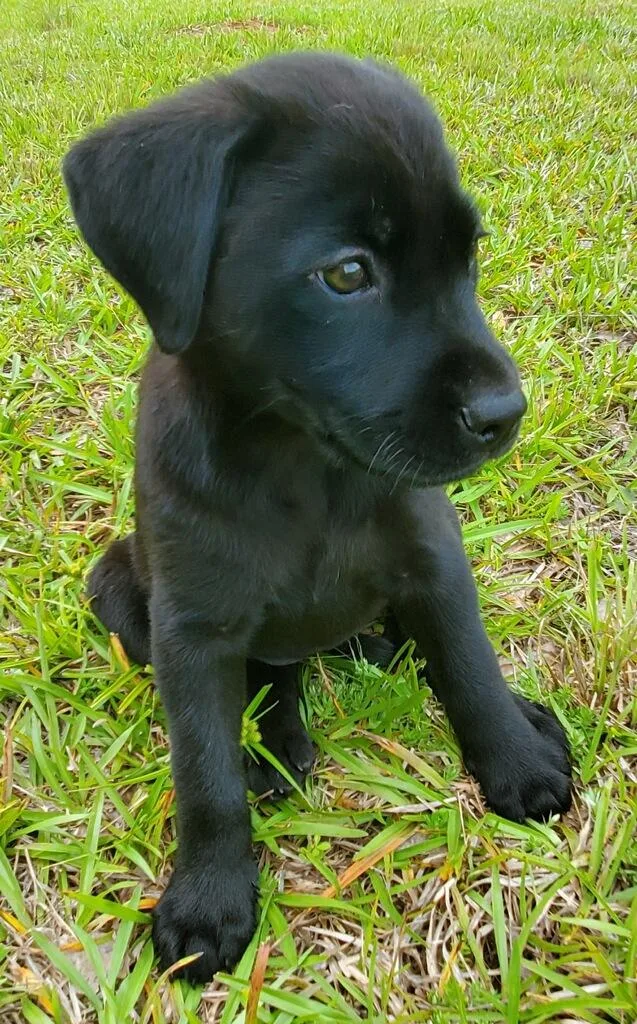 A baby medium-sized female Mixed Breed dog named Primrose for adoption in Powell, TN