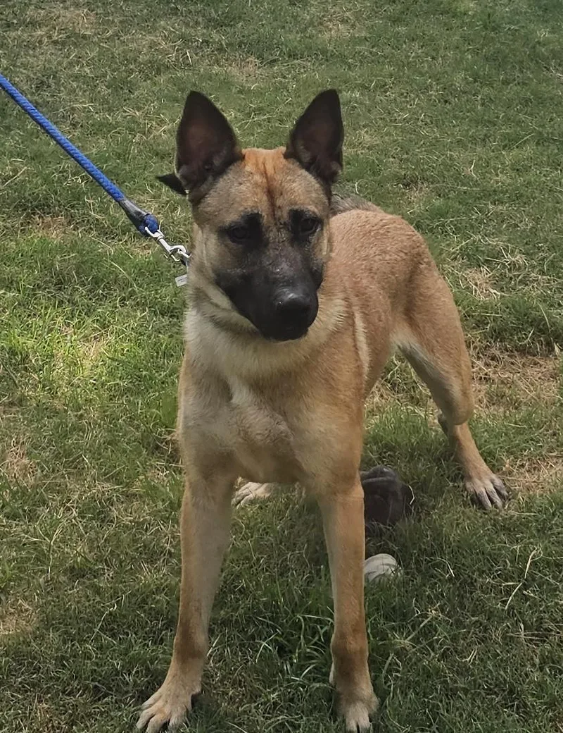 A young medium-sized male Belgian Shepherd / Malinois dog named Wayne for adoption in Sheridan, TX
