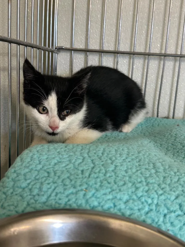 A baby small-sized male Domestic Short Hair cat named Gizmo for adoption in Rock Springs, WY