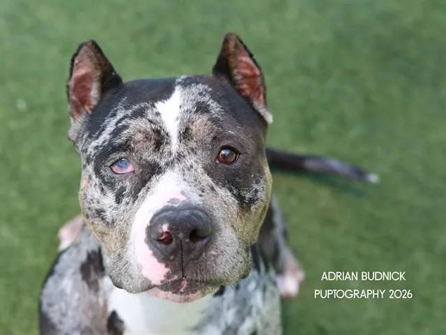 An adult large-sized female Merle (Blue) Mixed Breed dog named Angel for adoption in Nashville, TN