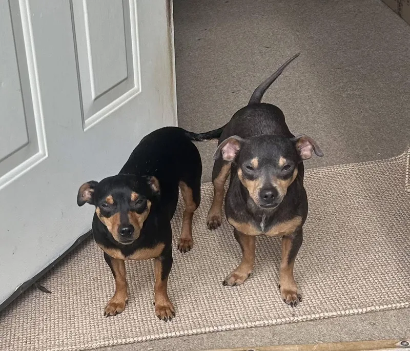 Mary And Moe  thumbnail 4