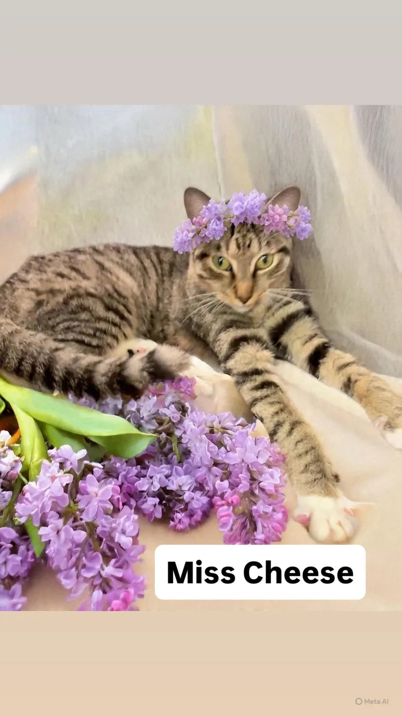 A young medium-sized female Tabby cat named Miss Cheese At Martinez for adoption in Walnut Creek, CA