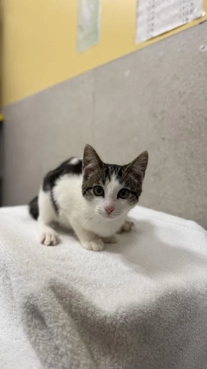 A baby small-sized male Domestic Short Hair cat named Brock for adoption in Honolulu, HI