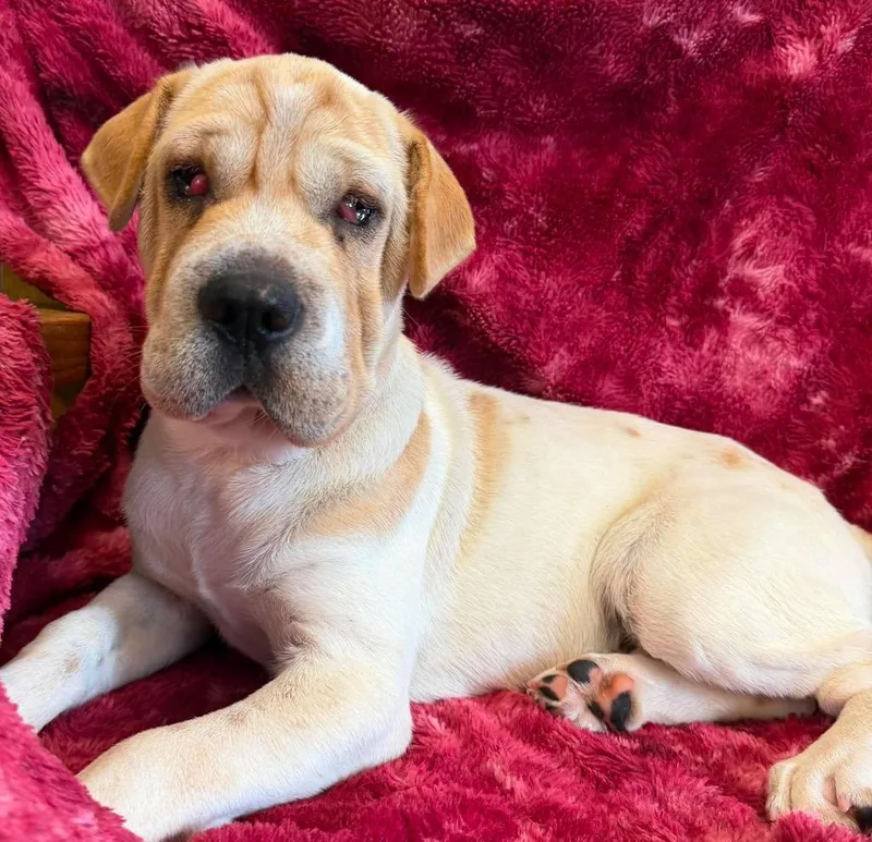 A baby large-sized male Mixed Breed dog named Clover for adoption in Lagrange, IN