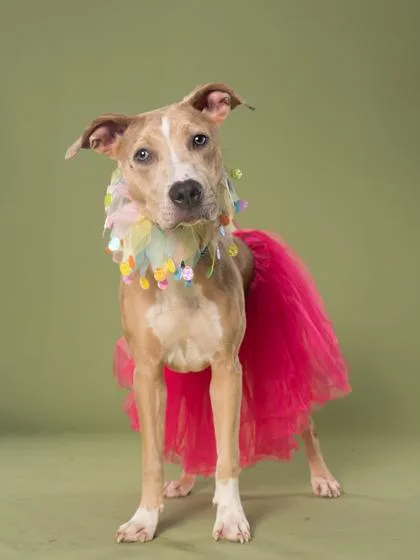 An adult medium-sized female Mixed Breed dog named Sandra for adoption in Atlanta, GA