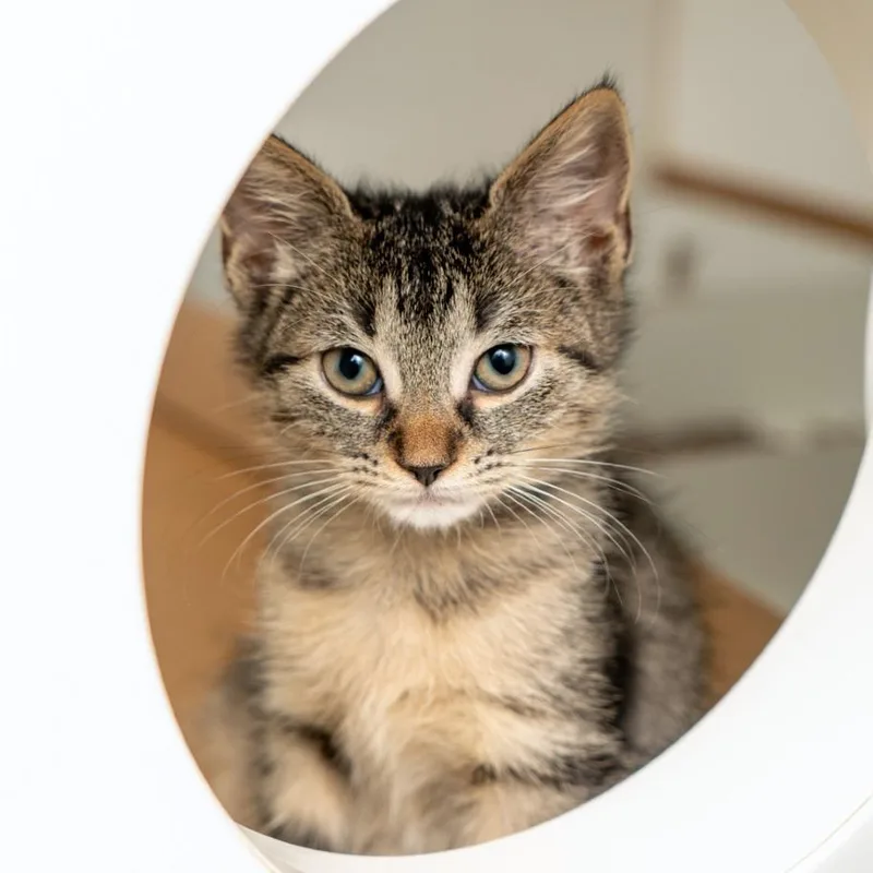 A baby small-sized female Brown / Chocolate Domestic Short Hair cat named Frijole for adoption in New York, NY
