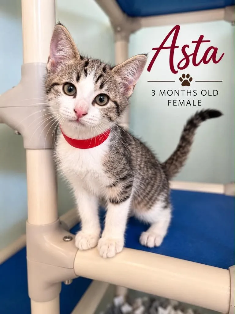 Asta