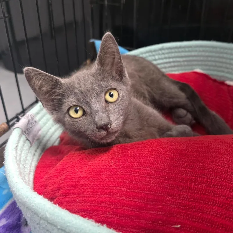A baby small-sized male Gray / Blue / Silver Domestic Short Hair cat named Ram for adoption in Duncan, OK