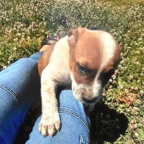 A baby medium-sized male Australian Cattle Dog / Blue Heeler dog named Gunner for adoption in Rutherfordton, NC