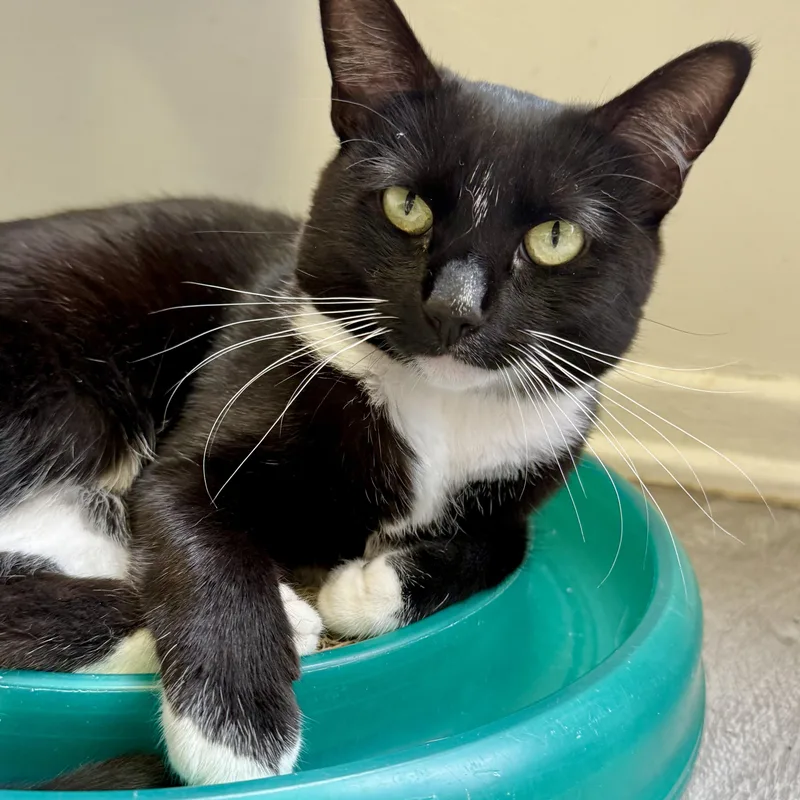 A young medium-sized female Black & White / Tuxedo Domestic Short Hair cat named Chantel for adoption in Mount Rainier, MD